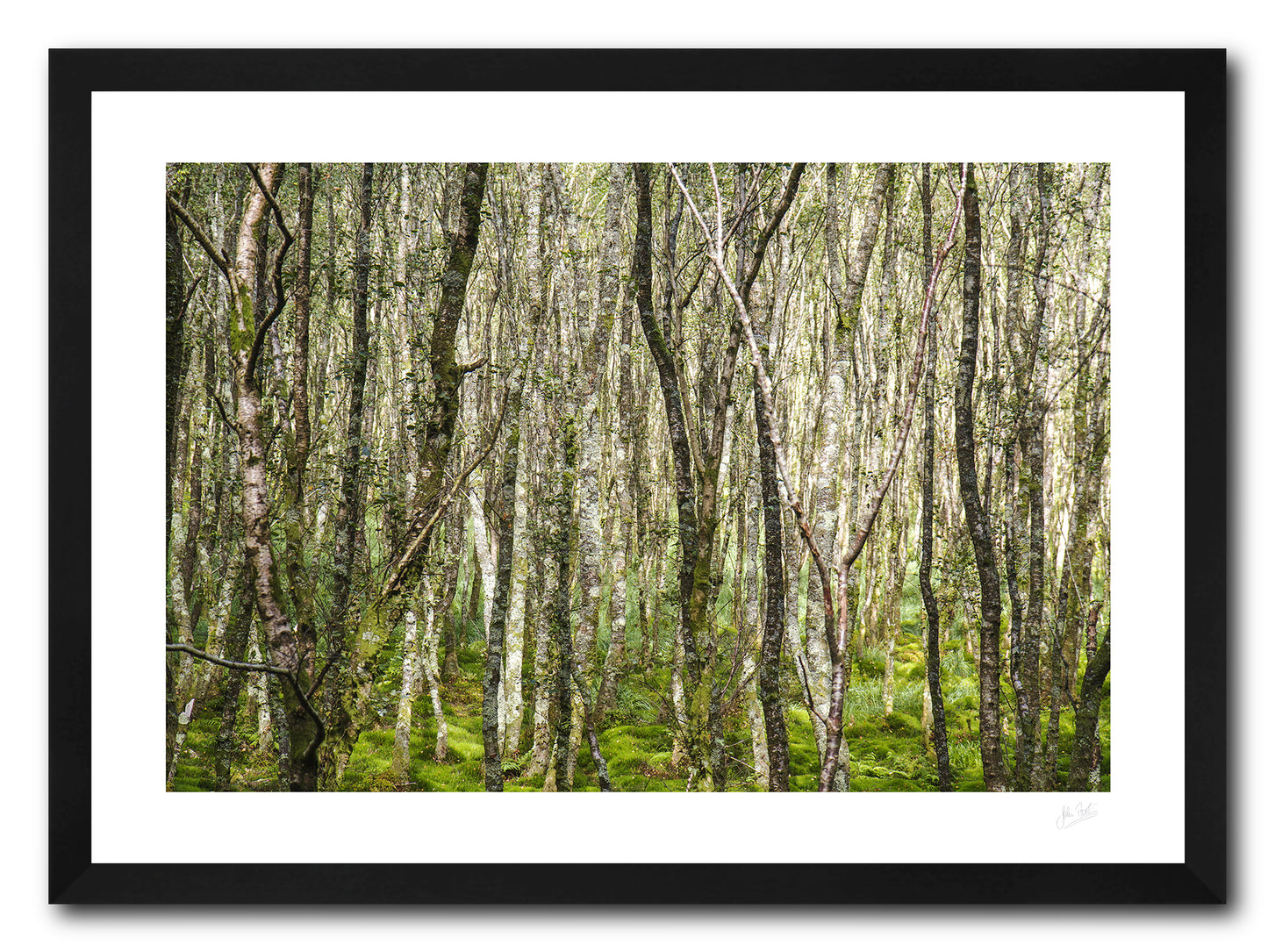 a framed fine art photographic print of a forest of silver birch trees lit by the evening sun in Glendalough, Co Wicklow, available to buy online
