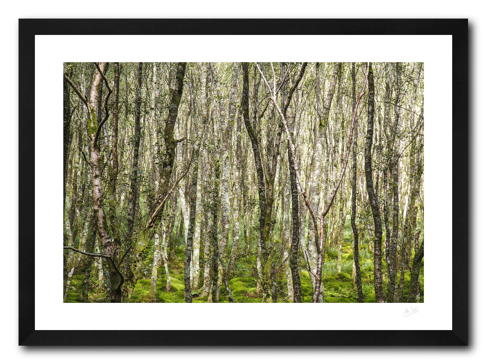 a framed fine art photographic print of a forest of silver birch trees lit by the evening sun in Glendalough, Co Wicklow, available to buy online