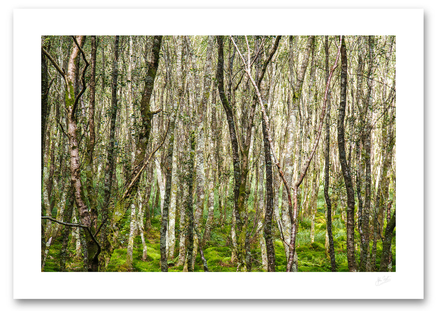 print of a dense forest of silver birch trees on a carpet of green moss lit by the evening sun in Glendalough, Co Wicklow,