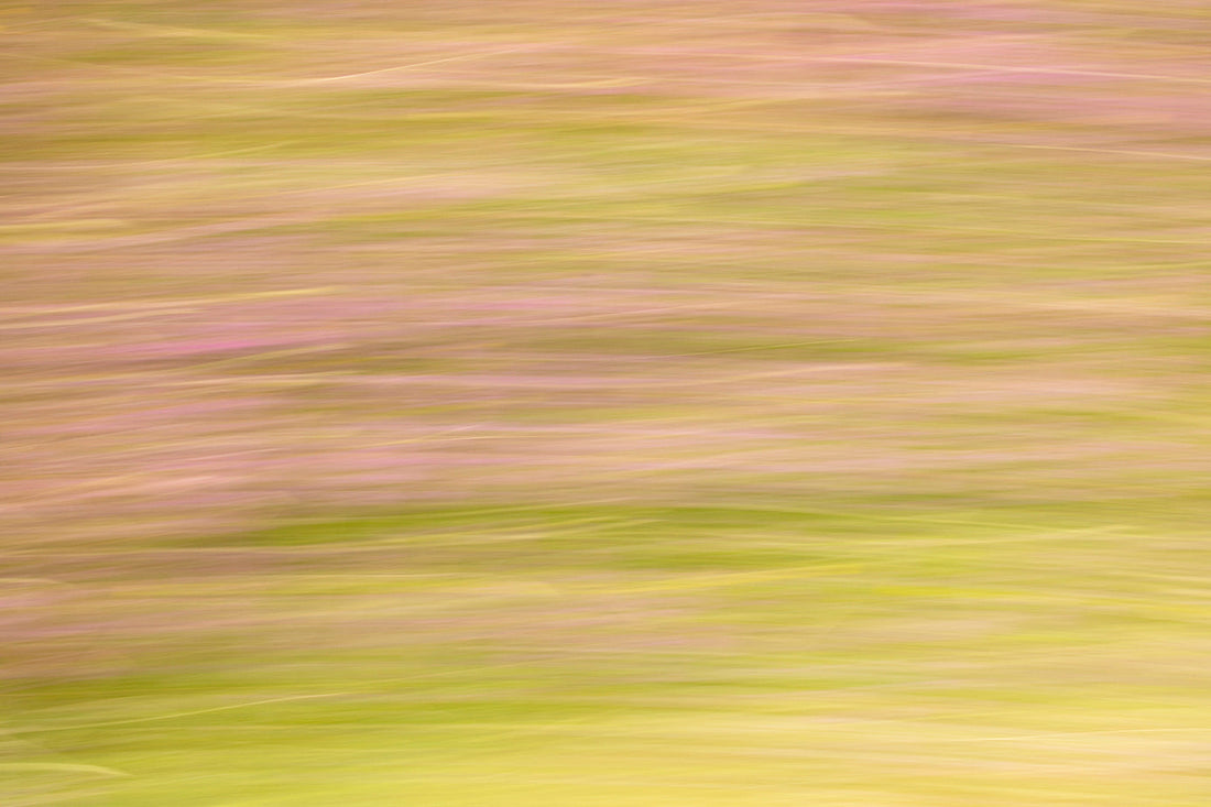 a road side verge with blurred green grass and wild summer flowers