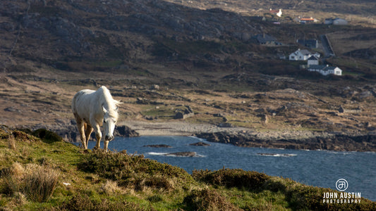 A Connemara pony walking along a hill on the Sky Road in Connemara, West of Ireland, with the sea and coastline in the background