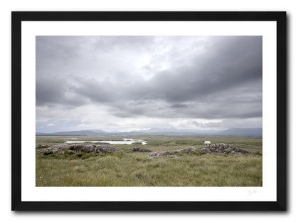 a framed fine art photographic print of a lone sheep surveying the bog lands on a damp and grey day along The Bog Road in Connemara, available to buy online