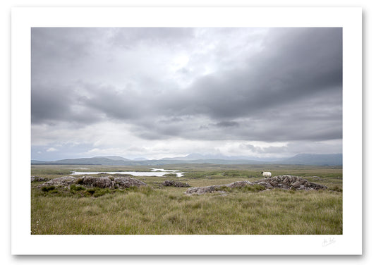 print of a lone sheep surveying the bog lands on a damp and grey day along The Bog Road in Connemara