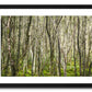 a framed fine art photographic print of a forest of silver birch trees lit by the evening sun in Glendalough, Co Wicklow, available to buy online