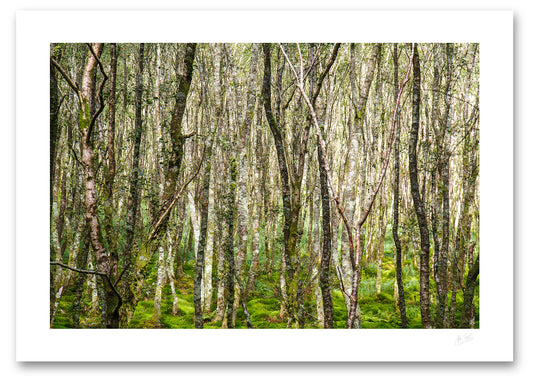 print of a dense forest of silver birch trees on a carpet of green moss lit by the evening sun in Glendalough, Co Wicklow, 